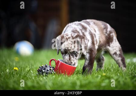 Spotted Labrador Retriever Puppy. Stock Photo