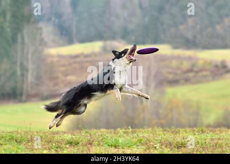 Border collie on frisbee training Stock Photo