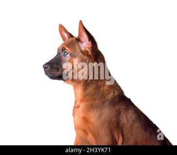 Thai Ridgeback puppy Stock Photo