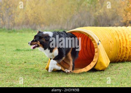 Australian Shepherd dog on agility training Stock Photo