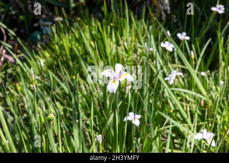 Dietes grandiflora, the large wild iris, African iris or fairy iris flowering in Sydney, considered an environmental weed in some areas of Australia Stock Photo