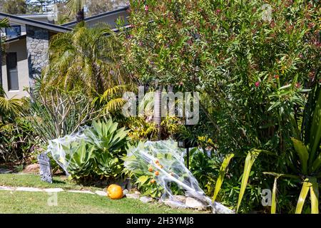 Halloween in Australia spiders web and pumpkins decorate a garden in north Sydney for halloween, Australia Stock Photo