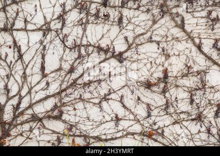 Branches climbing liana plant with berries on the white plaster wall background Stock Photo