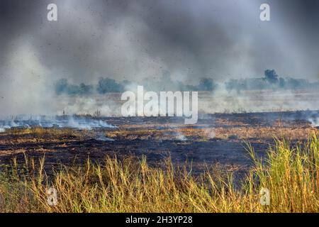 Farmers burn dry rice straw in drained fields Stock Photo