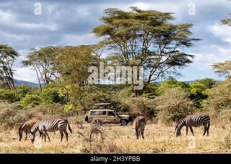 Tourists in a closed 4WD Toyota Landcruiser safari vehicle with a pop-top roof watch herd of Zebras at the plains of the Ngorongoro Conservation Area in the Crater Highlands area of Tanzania Eastern Africa Stock Photo