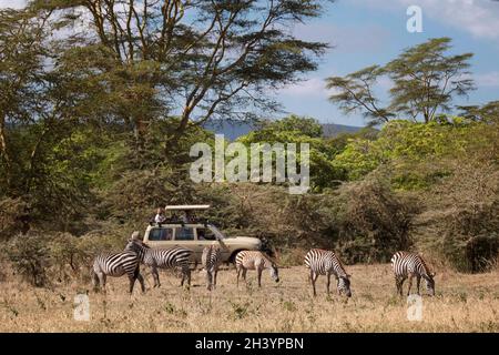 Tourists in a closed 4WD Toyota Landcruiser safari vehicle with a pop-top roof watch herd of Zebras at the plains of the Ngorongoro Conservation Area in the Crater Highlands area of Tanzania Eastern Africa Stock Photo