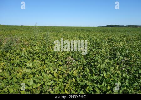 Glycine max, soy bean, in Bavaria Stock Photo