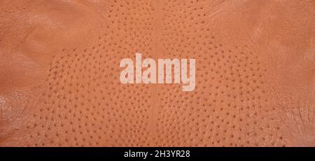 Background from a ostrich genuine leather brown, original ostrich skin leather Stock Photo