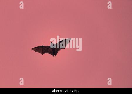 Terrible horrible bat silhouette in sky in flight. Stock Photo