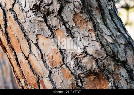 The trunk of an old large pine tree close-up. Stock Photo