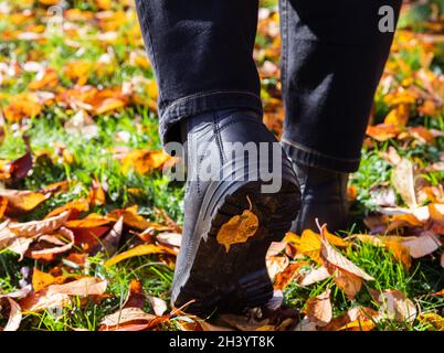 A man walking in autumn leaves after rain. A person in chelsea boots walks in the autumn park. Street view, travel photo, selective focus. Stock Photo