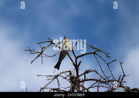 Bee eater gracefully migrating Stock Photo