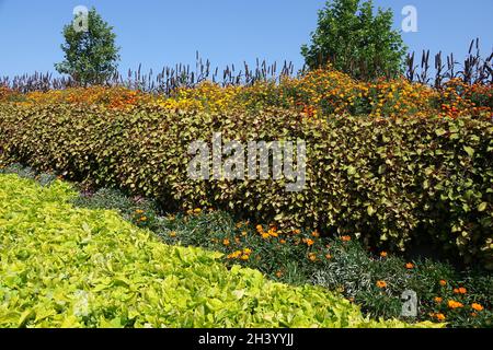 Solenostemon scutellarioides, Syn. Coleus blumei, painted nettle Stock Photo