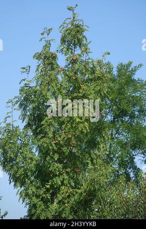 Sorbus domestica, service tree Stock Photo
