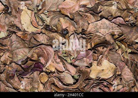 Dry Autumn leaves fallen from Crepe Myrtle trees with scattered seed pods. Closeup colorful abstract background. Stock Photo