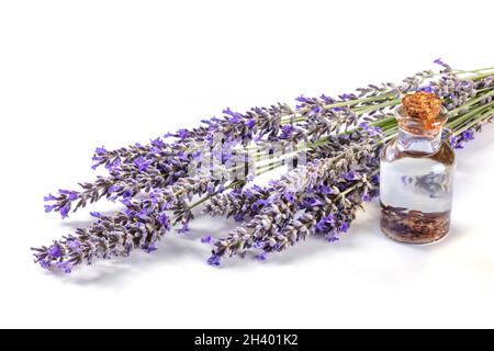 Lavender infused oil with lavandula flowers on a white background Stock Photo
