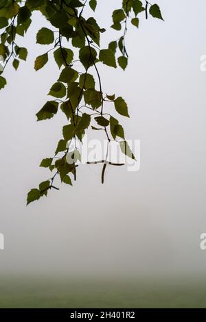 Birch tree leaves on foggy background and wet spider web on it Stock Photo