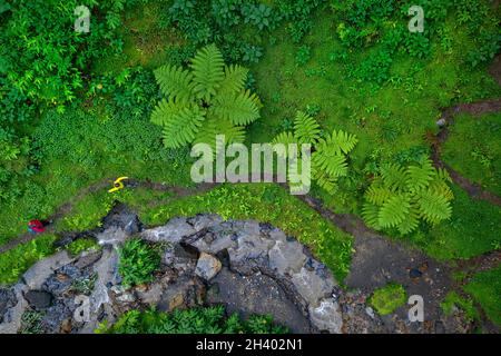 Top Aerial view of mother and son walking on a wavy path among big fern trees Waterfall Cascata da Ribeira Quente, Sao Miguel island, Azores, Portugal Stock Photo