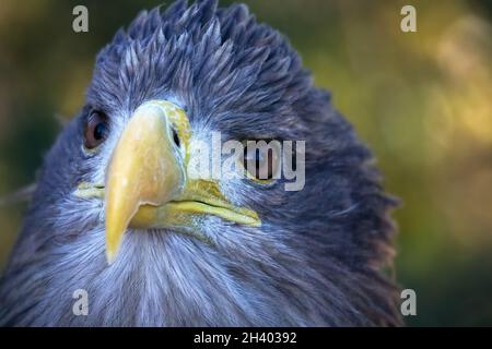 White-tailed eagle portrait Stock Photo