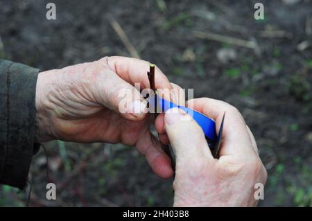 Gardener grafting and budding fruit tree.  Step-by-step picture tutorial on grafting fruit trees. Stock Photo