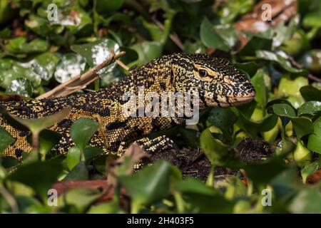 Nile Monitor - Varanus niloticus, large lizard from African lakes and rivers, Queen Elizabeth National Park, Uganda. Stock Photo