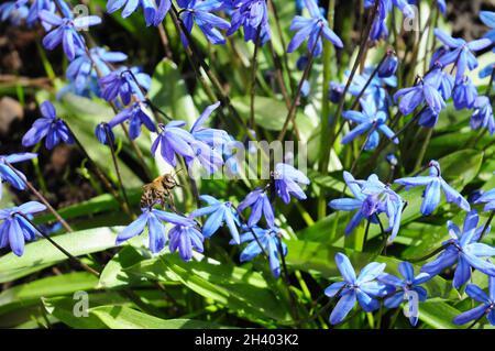 First spring flowers Squill,  Scilla Bifolia with honey bees in the garden flower bed Stock Photo