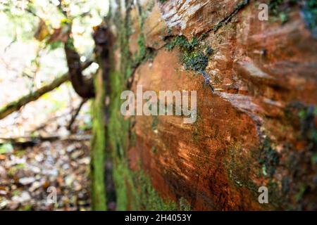 Geological fault polishing. Caused by two stone layers sliding against each other to create a polished surface. Stock Photo