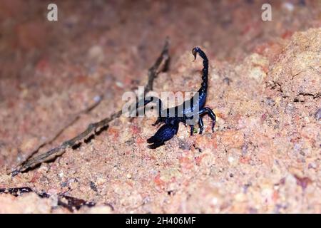 Java Scorpion Asian blue forest scorpion (Heterometrus cyaneus) from Java, indonesia ...