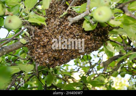 Wild honey bees swarm on the tree. Stock Photo