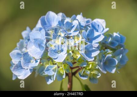 Hydrangea blossom Stock Photo