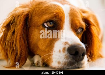 Brittany Spaniel dog lying down on cold floor Stock Photo