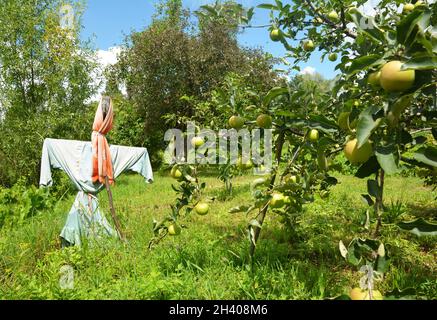 Scarecrow in the fruit garden. Scarecrow beautiful summer apple garden background. Stock Photo