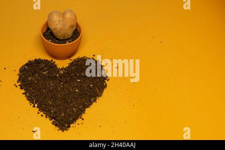 heart-shaped potatoes in a pot and a hearth on a brown background Stock Photo