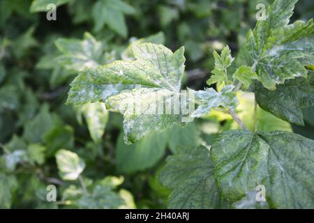 Black currant bush with downy mildew, powdery mildew disease on the ...