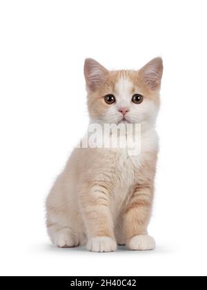 Adorable tailless Manx cat kitten, walking side ways showing arched ...