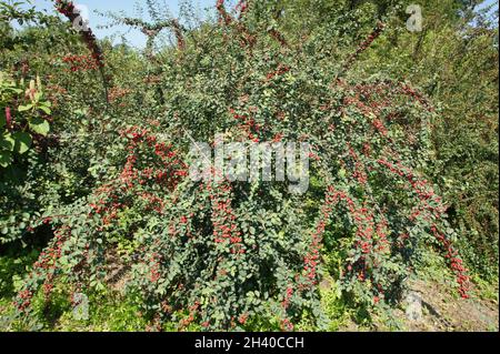Cotoneaster multiflorus, showy cotoneaster Stock Photo