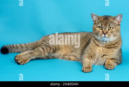 Adult gray Scottish straight chinchilla cat lies on a blue background, the animal is resting and looks at the camera Stock Photo