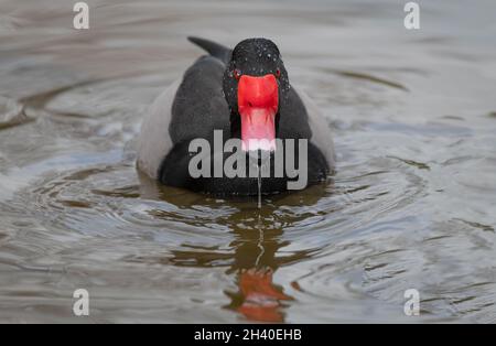 close up low level rosy billed pochard, Netta peposaca, swimming towards the camera. water droplets on its head and water dribbling from its beak Stock Photo