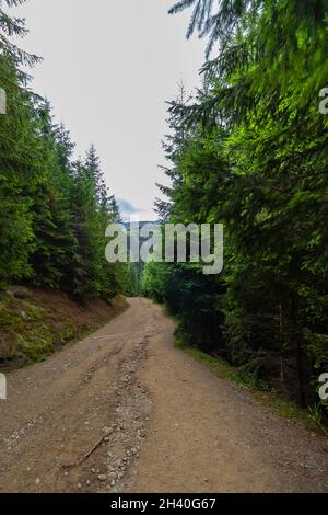 Photo with an dirt road through the forest, among the green fir trees, leading to the mountain Stock Photo