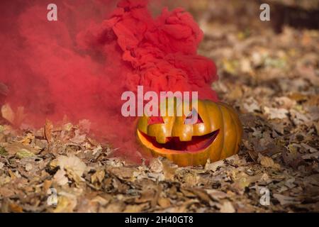 Smoke bomb Halloween pumpkin. Forest Stock Photo