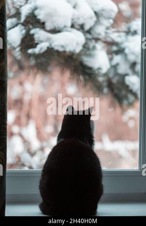 Cat on window Stock Photo