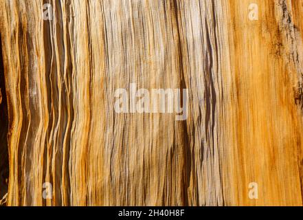 Wood texture Stock Photo