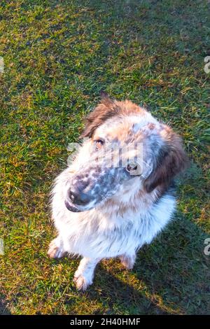 big brown and black dog with a muzzle, with one floppy ear Stock Photo ...