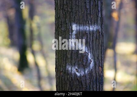 The figure five drawn with white paint on a tree trunk.  Bright picturesque background horizontally. Copy space Stock Photo