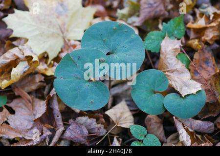 Asarabacca green leaf close up against the background of fallen autumn foliage in the fall . Coltsfoot. Asarum europaeum. Aristolochiaceae Family. Stock Photo