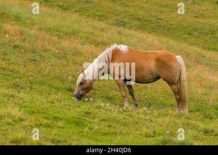 Palomino horse grazing Stock Photo