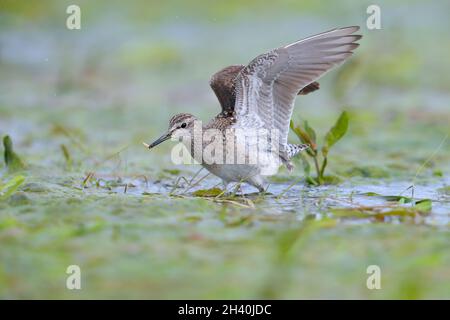 An adult Wood Sandpiper (Tringa glareola) with food (larvae) that it has just caught on the Biebrza marshes, Poland Stock Photo