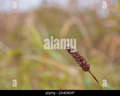 A Meadow flowers on a blurred green background Stock Photo