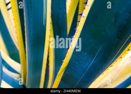 Natural striped pattern of agave leaves. Exotic tropical backgrounds. The texture and texture of plants. Stock Photo