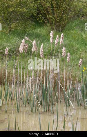 reeds in a pond, Common Bulrush Stock Photo